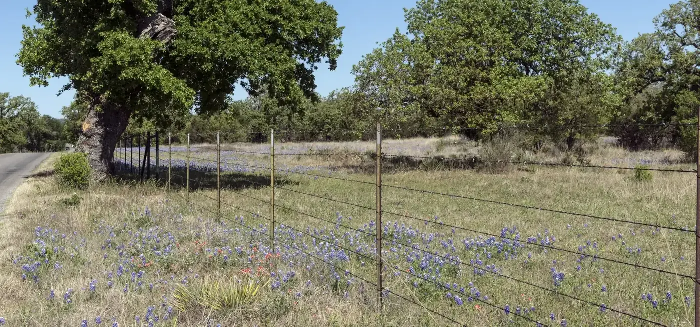 A wire ranch fence running along a pasture of bluebonnets beneath live oaks near Burnet, Texas